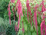 Amaranthus caudatus 'Love lies bleeding' 